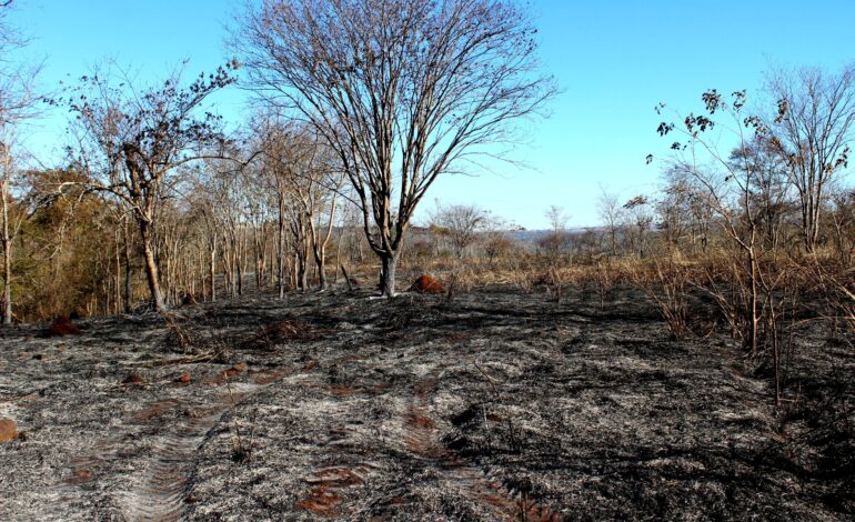 parque-do-pau-furado-ainda-tem-reflexos-do-incendio-que-devastou-parte-da-reserva-em-uberlandia