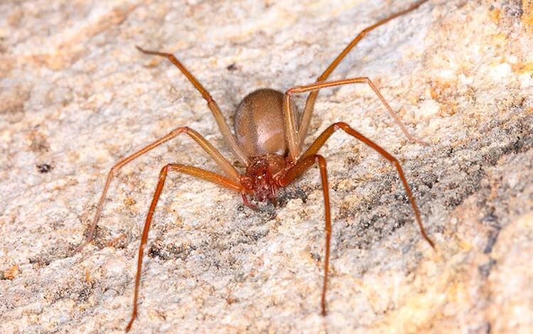 mais-de-300-acidentes-com-aranhas-sao-registrados-no-tocantins;-veja-como-se-proteger