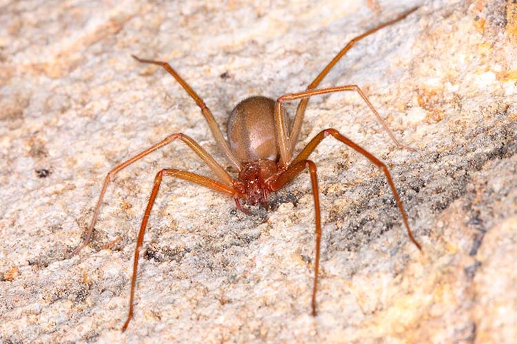 Mais de 300 acidentes com aranhas são registrados no Tocantins; veja como se proteger