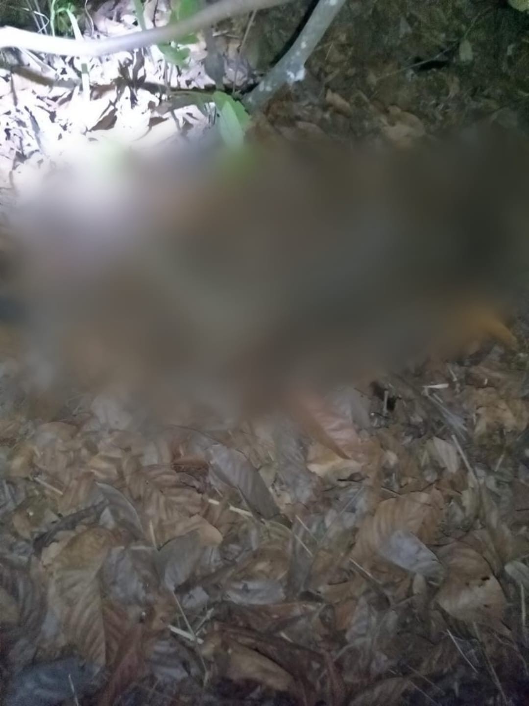 Cadela encontra corpo em avançado estado de decomposição