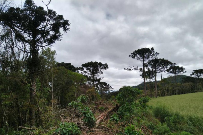 Desmatamento da Mata Atlântica cai quase 60% de janeiro a agosto