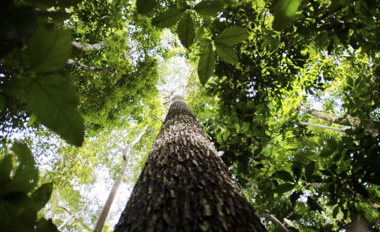 brasil-apresenta-na-cop-proposta-para-manter-florestas-tropicais-em-pe