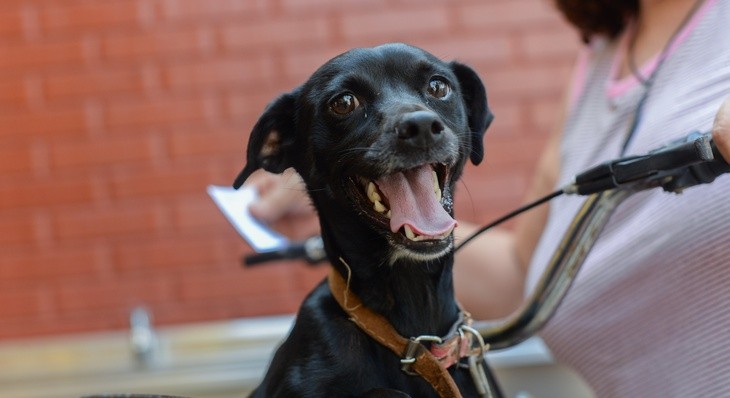 prefeitura-contrata-clinicas-veterinarias-para-trabalhar-na-castracao-de-caes-e-gatos