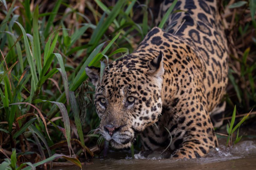 Lei do Pantanal é aprovada e vai à sanção do governo do Mato Grosso do Sul