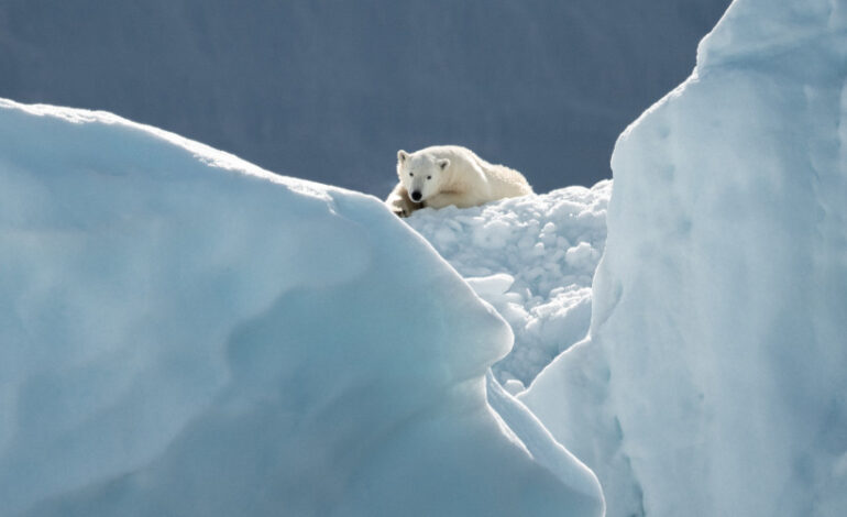 Crise climática fez Ártico ter em 2023 o verão mais quente já registrado