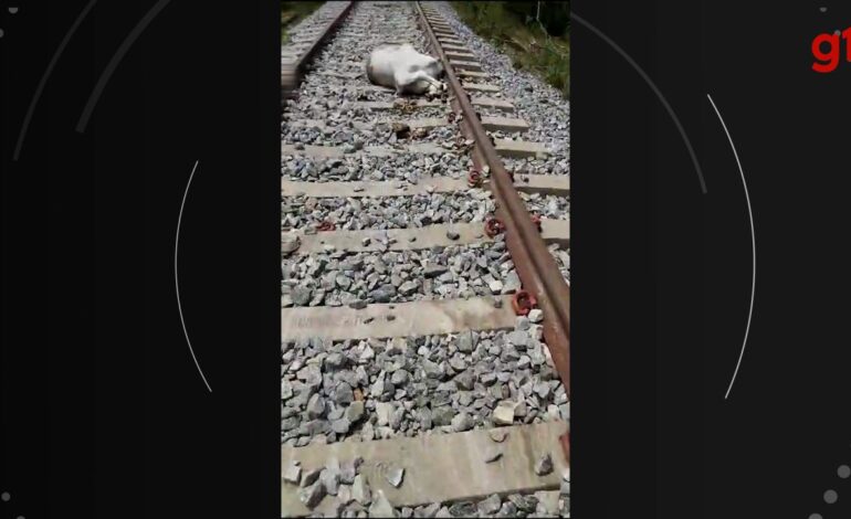 video:-vacas-morrem-apos-serem-atropeladas-por-locomotiva-em-trilho-da-ferrovia-norte-sul
