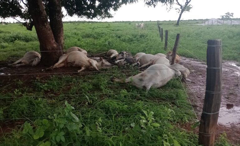 raio-mata-11-vacas-embaixo-de-arvore-no-pasto-de-fazenda
