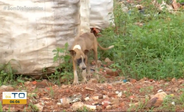 animais-sao-abandonados-para-morrer-em-lixao-e-voluntarios-pedem-ajuda: