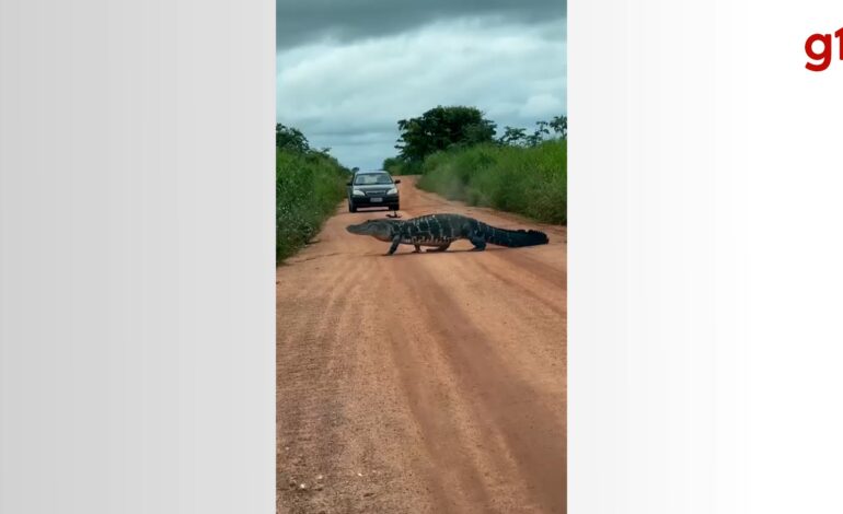 jacare-de-4-metros-para-o-transito-e-impressiona-motoristas-em-estrada;-video