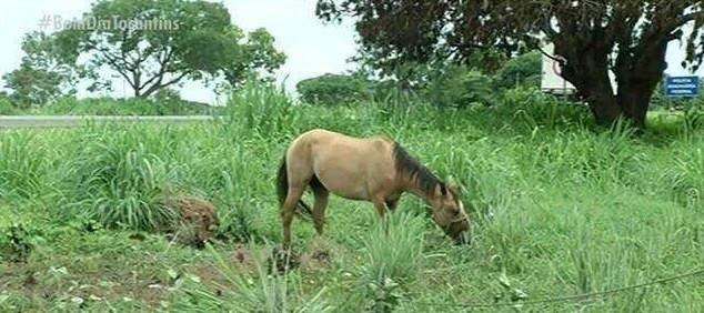justica-determina-que-prefeitura-construa-abrigo-para-animais-de-grande-porte-em-gurupi
