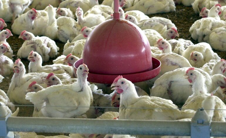 china-extingue-sobretaxa-para-carne-de-frango-brasileira