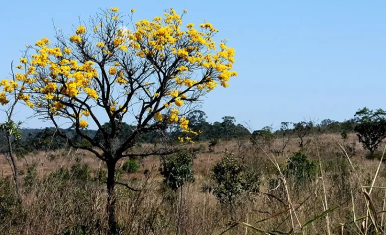 producao-agricola-sustentavel-no-cerrado-pode-render-us$-72-bi-anuais-ao-pib