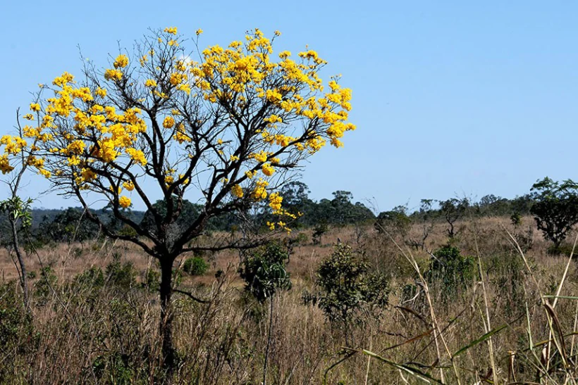 Produção agrícola sustentável no Cerrado pode render US$ 72 bi anuais ao PIB