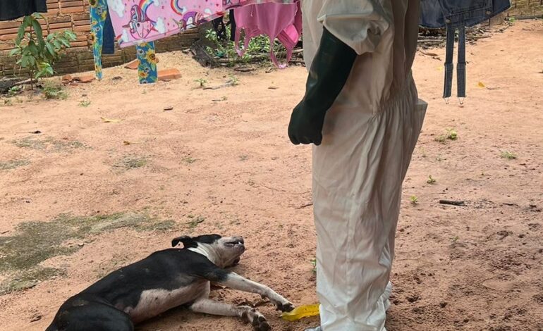 cachorro-morre-ao-ser-atacado-por-enxame-de-abelhas,-dizem-bombeiros