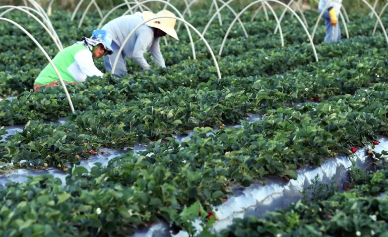 bndes-amplia-financiamento-para-cooperativas-agropecuarias