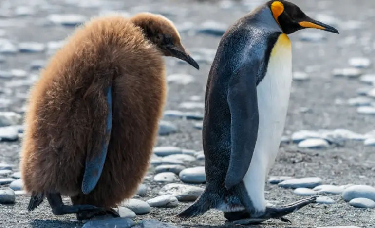 apos-atingir-mamiferos,-gripe-aviaria-contamina-pinguins-na-antartica