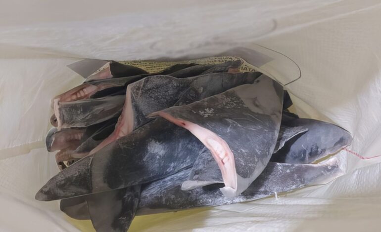 governo-estabelece-cota-para-captura-de-peixes-em-2024