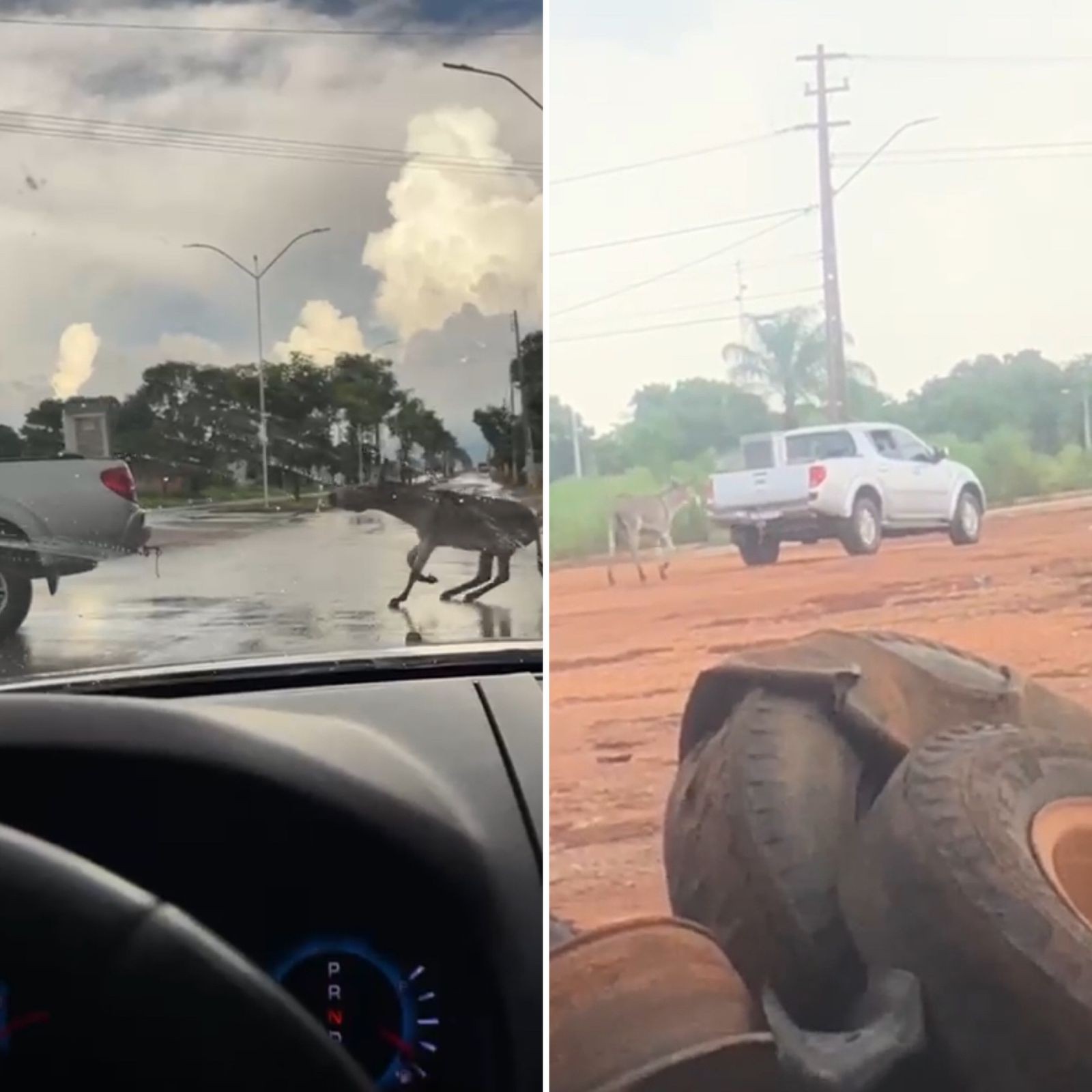 VÍDEO: Caminhonete é flagrada arrastando burro amarrado com corda em carroceria