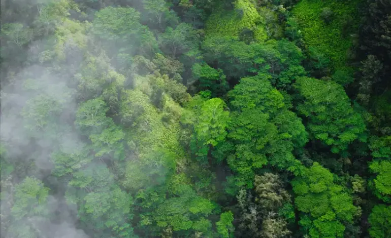 perda-de-florestas-tropicais-cai-no-mundo,-mas-nao-o-suficiente-para-metas-de-2030