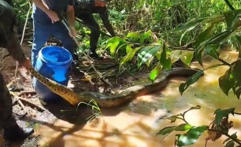 sucuri-de-quase-cinco-metros-e-capturada-apos-tentar-cacar-gato,-diz-pm