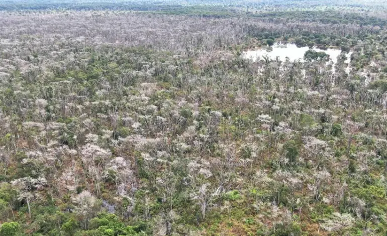 mp-recorre-de-decisao-que-negou-prisao-a-pecuarista-que-fez-desmate-quimico-no-pantanal