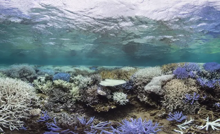 corais-sofrem-4o-evento-global-de-branqueamento,-que-atinge-mais-de-50-paises