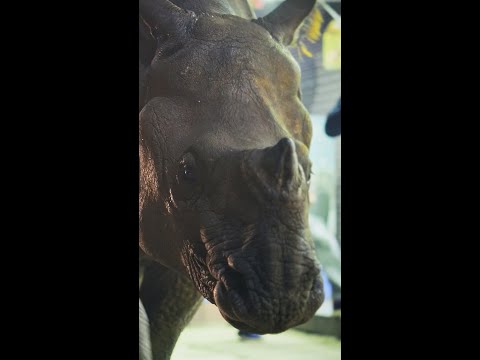 nosso-mundo-vivo-|-rinoceronte-caminha-pela-rua-da-cidade-|-netflix