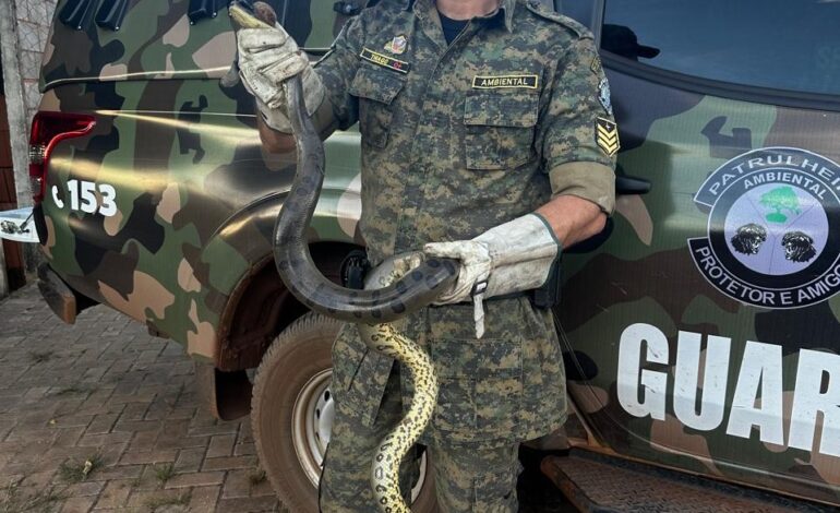 sucuri-de-quase-dois-metros-tenta-invadir-casa-e-fica-presa-em-tubulacao-de-agua;-video