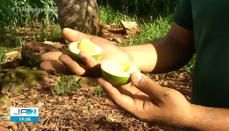 pequizeiro-da-frutos-fora-da-temporada-e-surpreende-funcionarios-de-fazenda