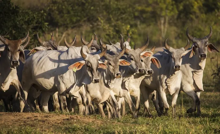 protocolo-define-compromissos-ambientais-para-a-pecuaria-no-cerrado