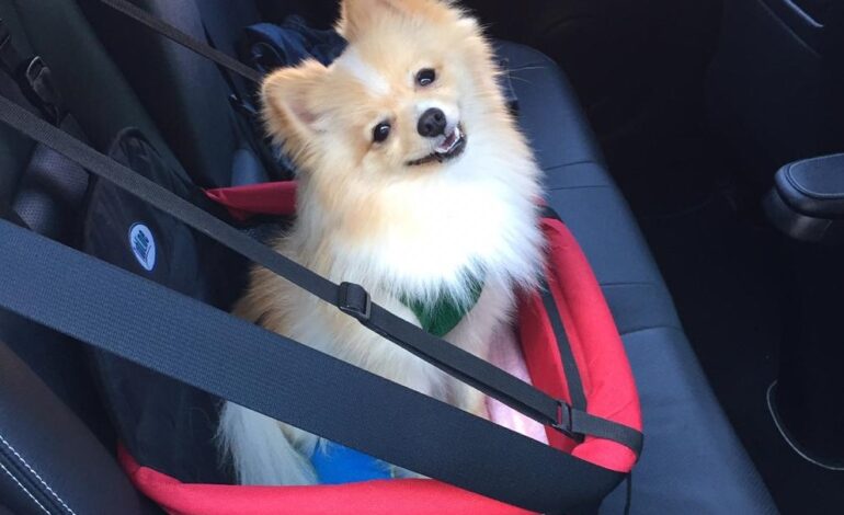 saiba-quais-sao-as-regras-para-transportar-animais-domesticos-em-onibus-e-carro