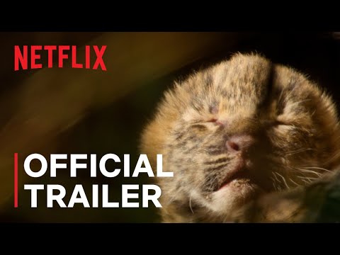 vivendo-com-leopardos-|-trailer-oficial-|-netflix