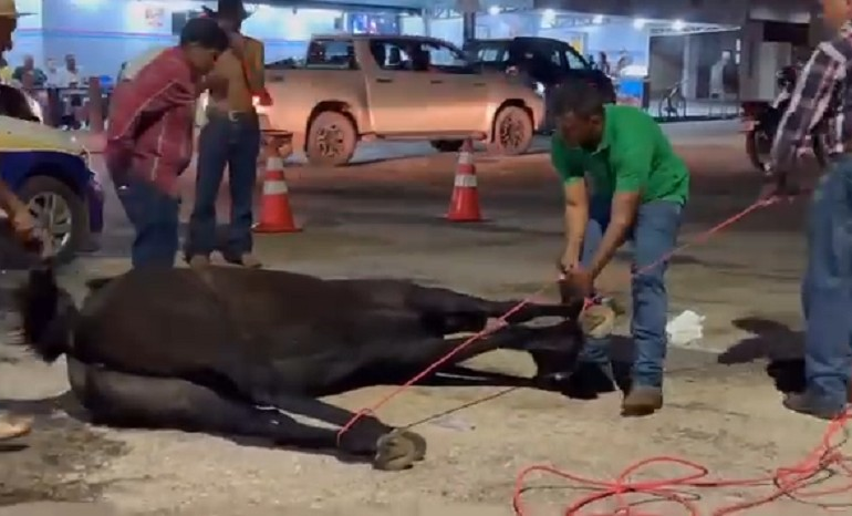 egua-passa-mal-e-morre-no-meio-da-rua-apos-cavalgada-em-gurupi