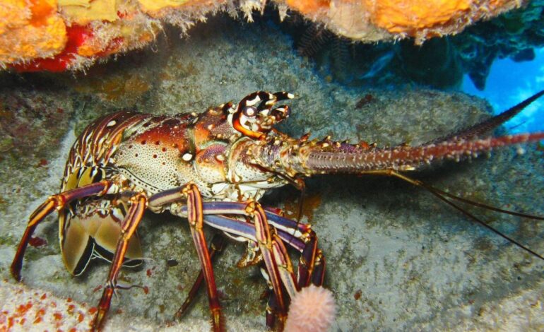 governo-fixa-limite-para-captura-de-lagostas-na-costa-brasileira