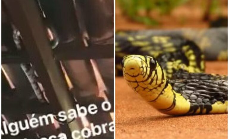trabalhador-rural-encontra-cobra-em-telhado-e-diz-que-vai-deixa-la-para-comer-morcegos: