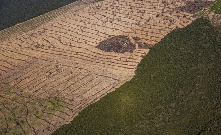 desmatamento-cai-na-mata-atlantica,-mas-cresce-na-fronteira-com-cerrado-e-caatinga