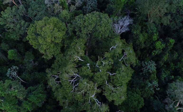 bndes-anuncia-entidades-escolhidas-para-recuperar-floresta-amazonica