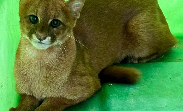 video:-gato-silvestre-ameacado-de-extincao-e-resgatado-apos-se-esconder-em-quintal-de-casa