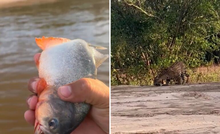 pescador-joga-piranha-para-onca-na-ilha-do-bananal-e-viraliza: