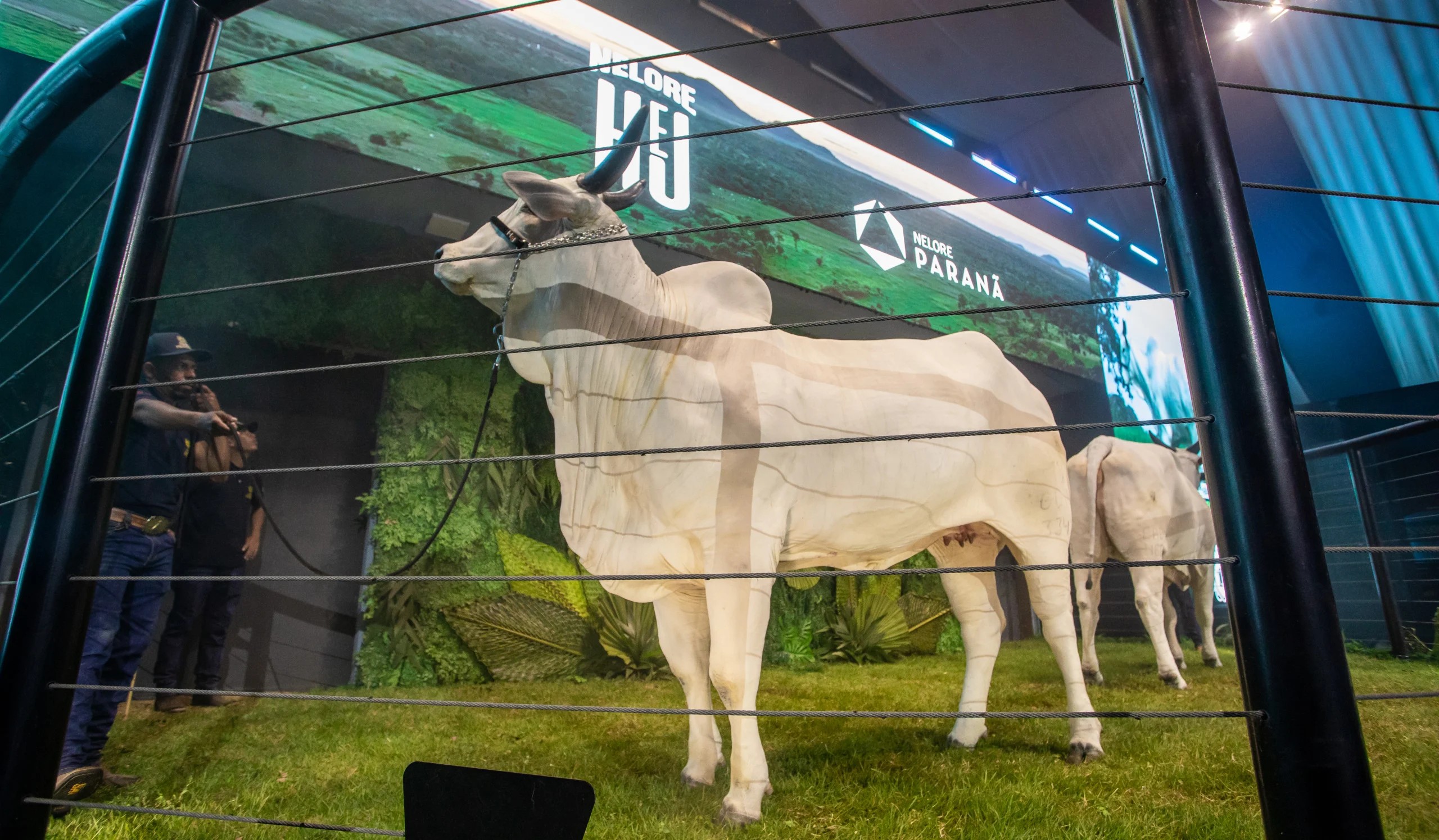 Dupla Henrique e Juliano fatura mais de R$ 71,8 milhões com leilão de nelores em fazenda