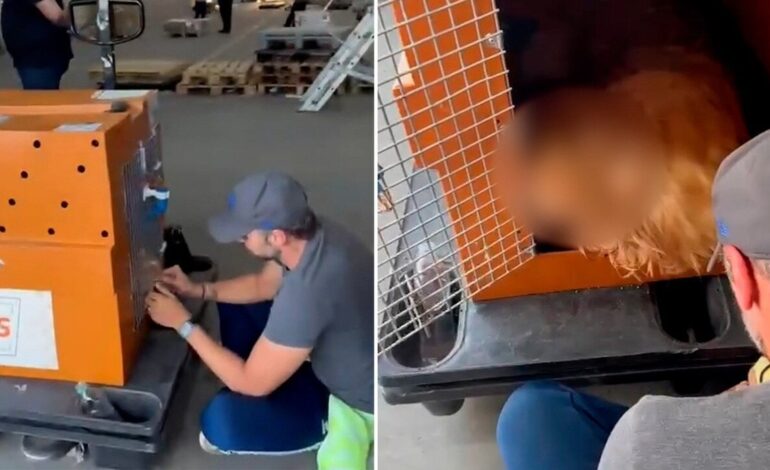 como-viajar-com-cachorro-no-aviao?-veja-dicas-de-seguranca