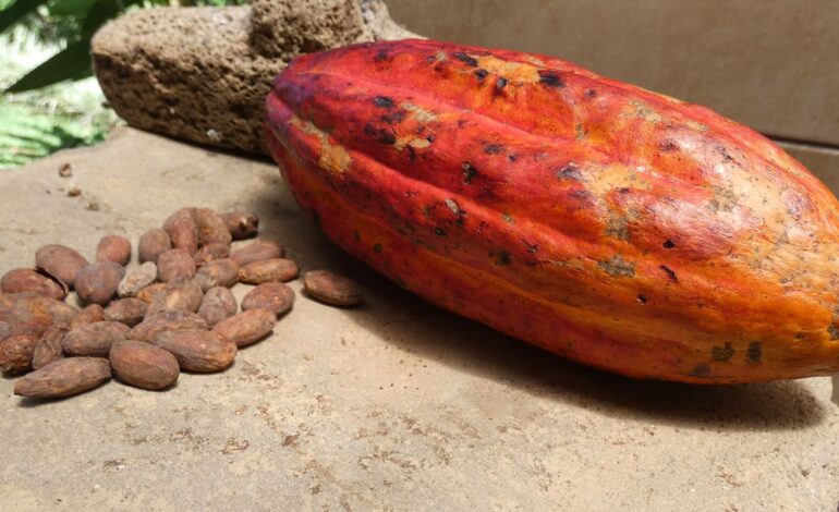 empresas-apostam-na-bioeconomia-como-modelo-de-desenvolvimento