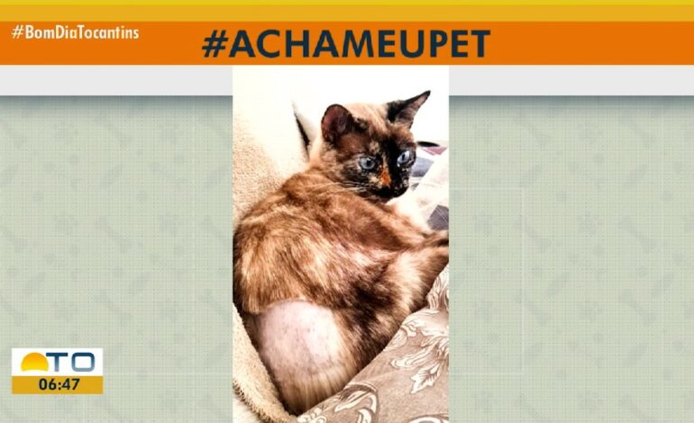 VÍDEOS: Bom dia Tocantins de sexta-feira, 21 de junho de 2024