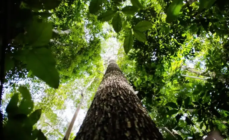 noruega-faz-nova-doacao,-de-us$-50-milhoes,-ao-fundo-amazonia