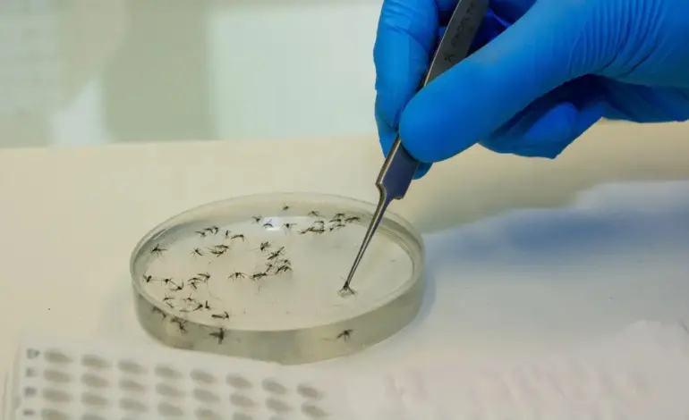 febre-oropouche:-conheca-os-sintomas-e-como-prevenir-a-doenca-transmitida-por-mosquito