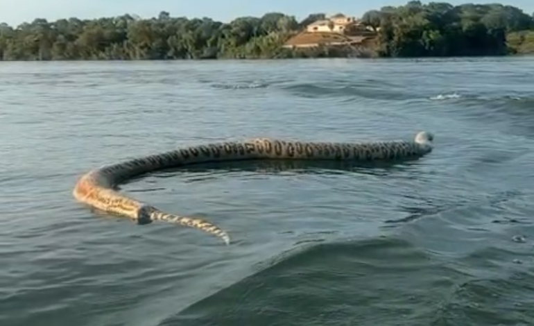 comerciante-filma-cobra-gigante-morta-durante-passeio-de-barco: