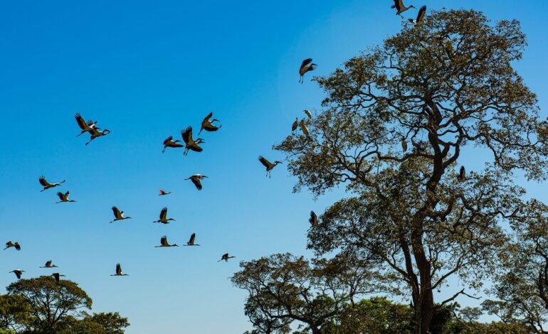comissao-do-senado-aprova-projeto-que-cria-estatuto-do-pantanal