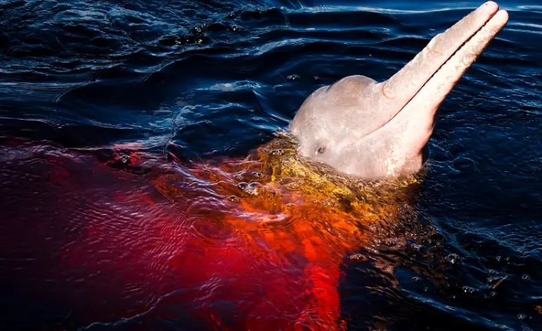 aguas-de-rios-e-lagos-da-amazonia-esquentam-em-escala-sem-precedentes