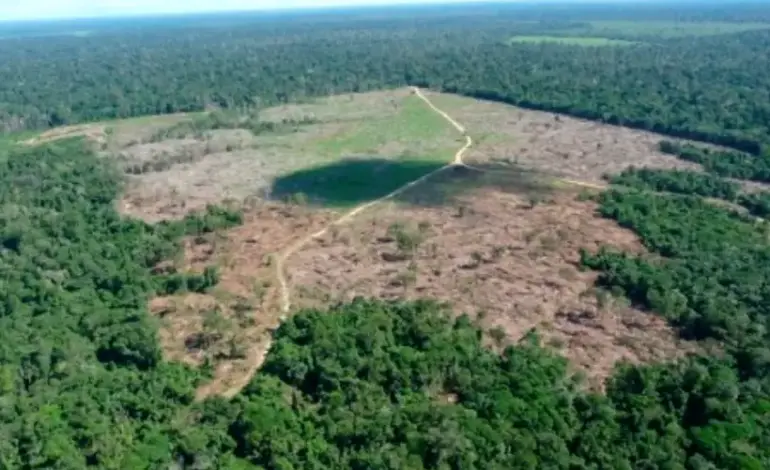 demanda-nacional-tem-maior-peso-na-devastacao-da-amazonia,-conclui-estudo