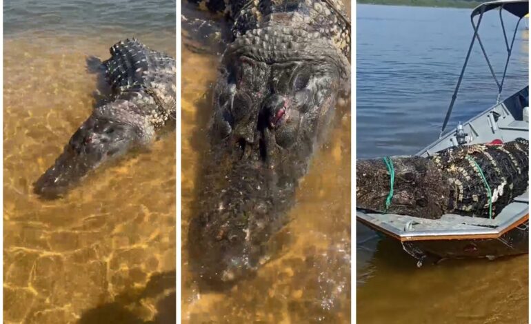 turistas-encontram-jacare-gigante-morto-boiando-no-rio-araguaia;-video